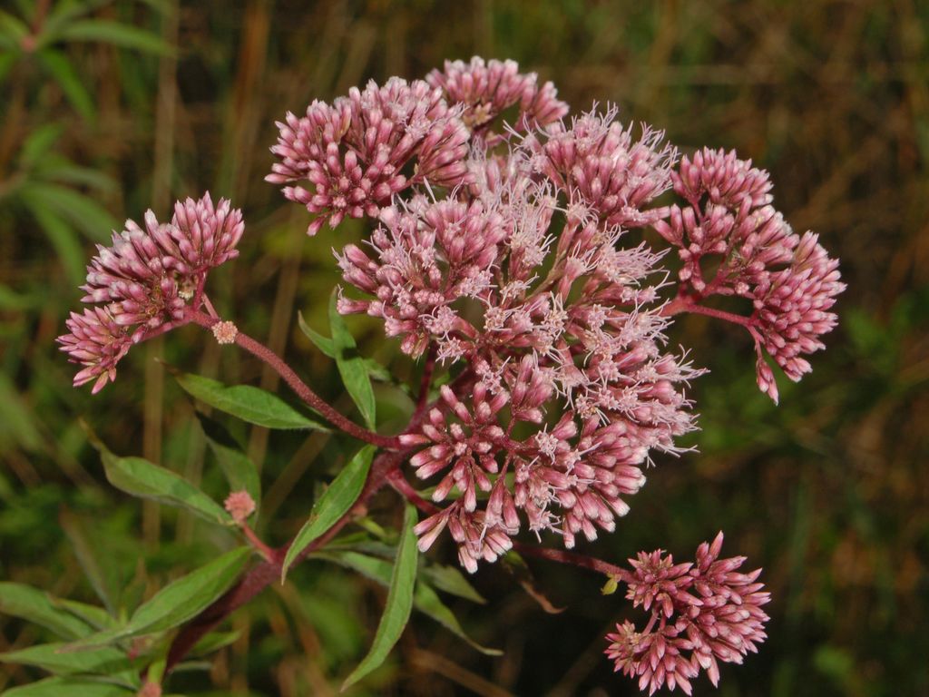 Una pianta comunissima ... Eupatorium cannabinum